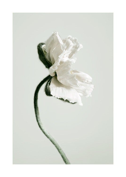 White Poppy Flower 포스터 0