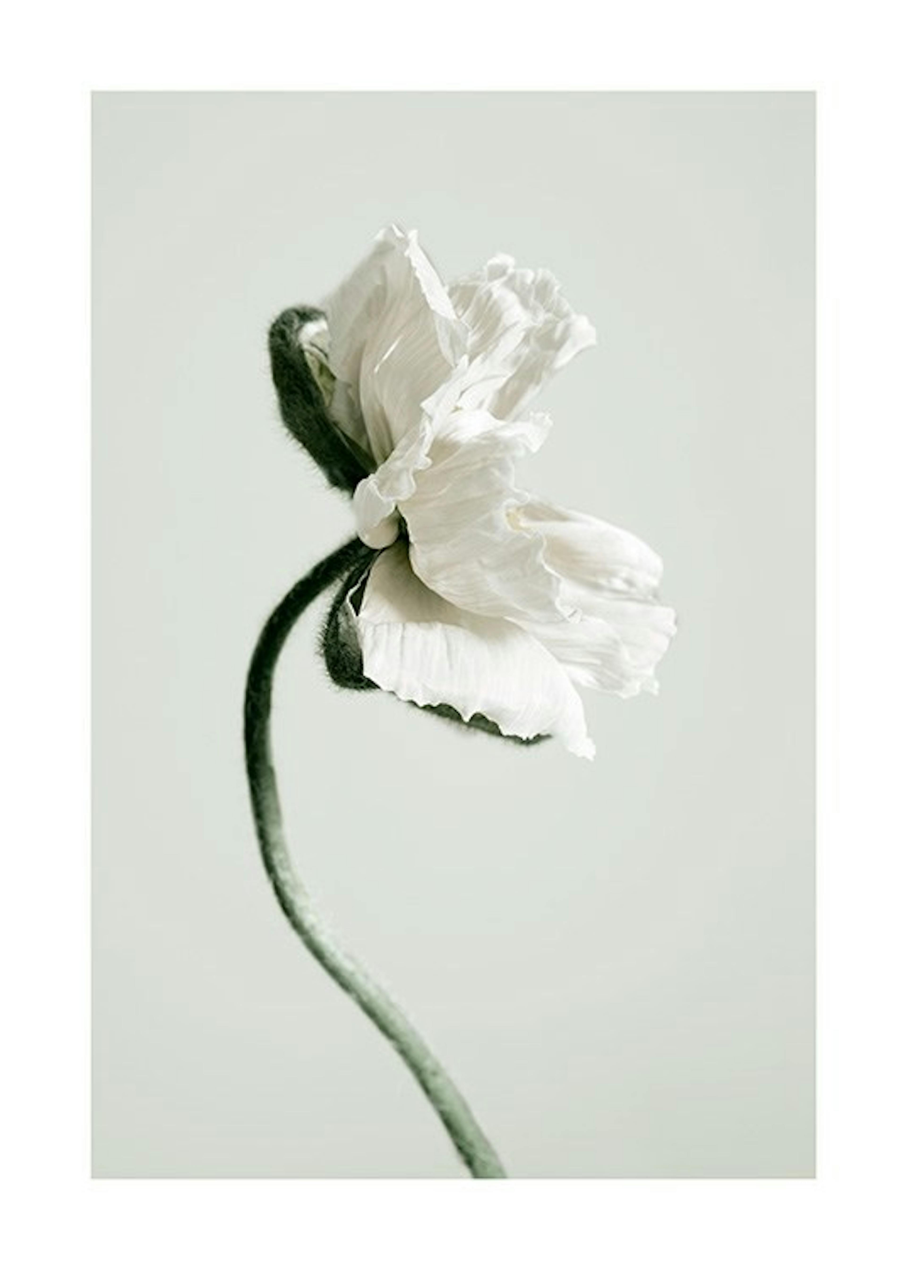 White Poppy Flower Print 0