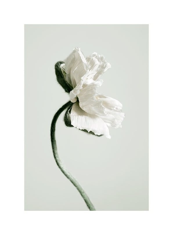 White Poppy Flower Poster (30x40 cm)