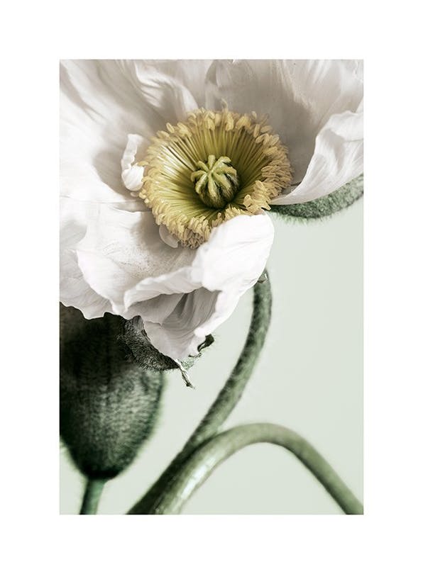 White Poppy Close Up Poster (30x40 cm)
