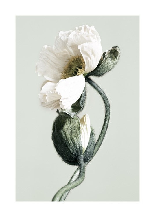 Blooming White Poppies Poster 0