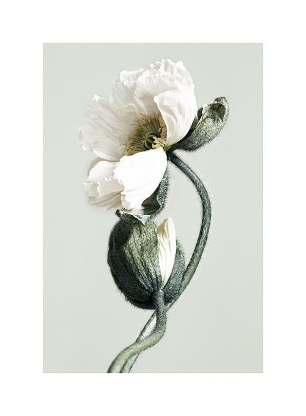 Blooming White Poppies Poster (30x40 cm) - Fotokunst