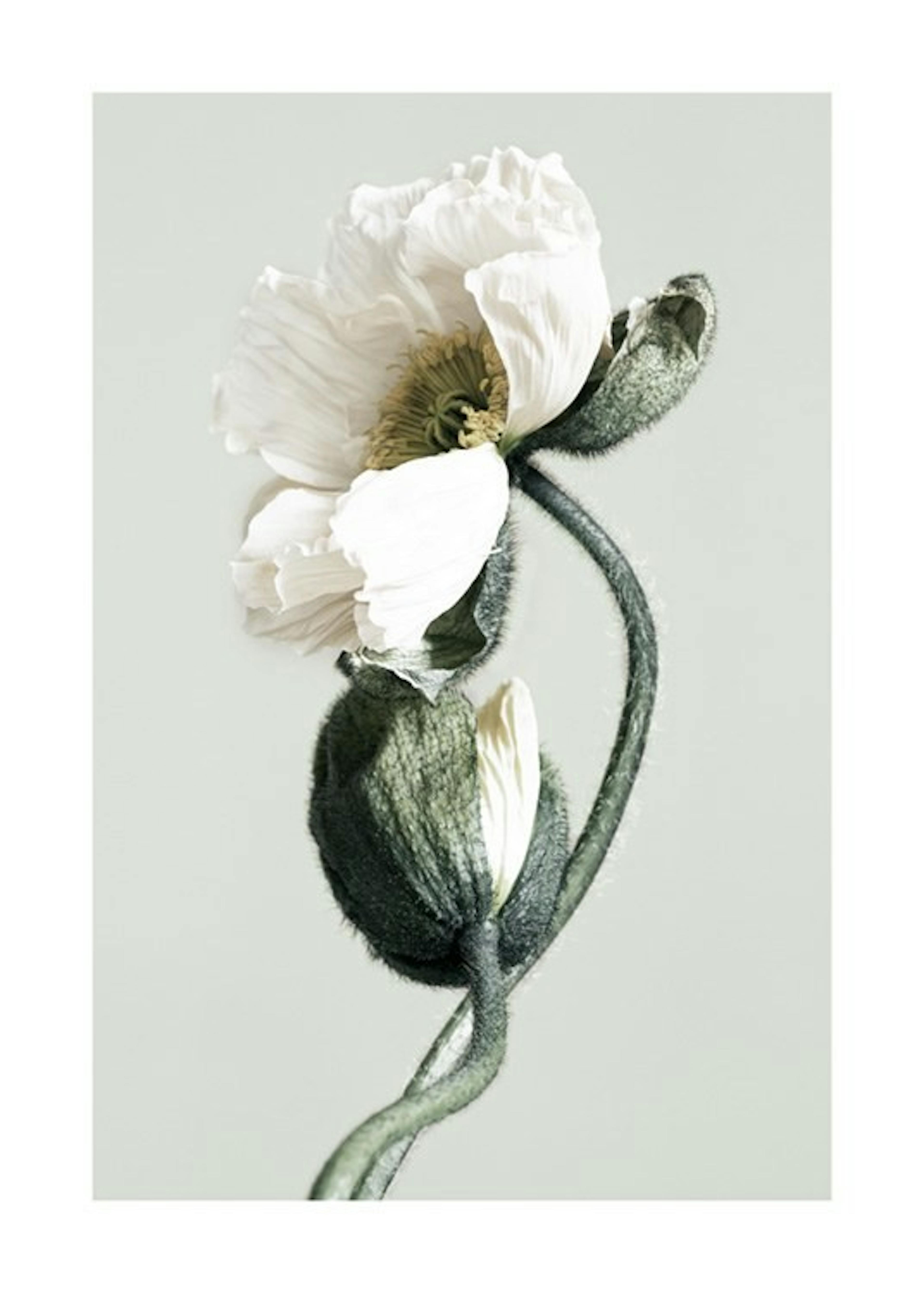 Blooming White Poppies Plakat 0