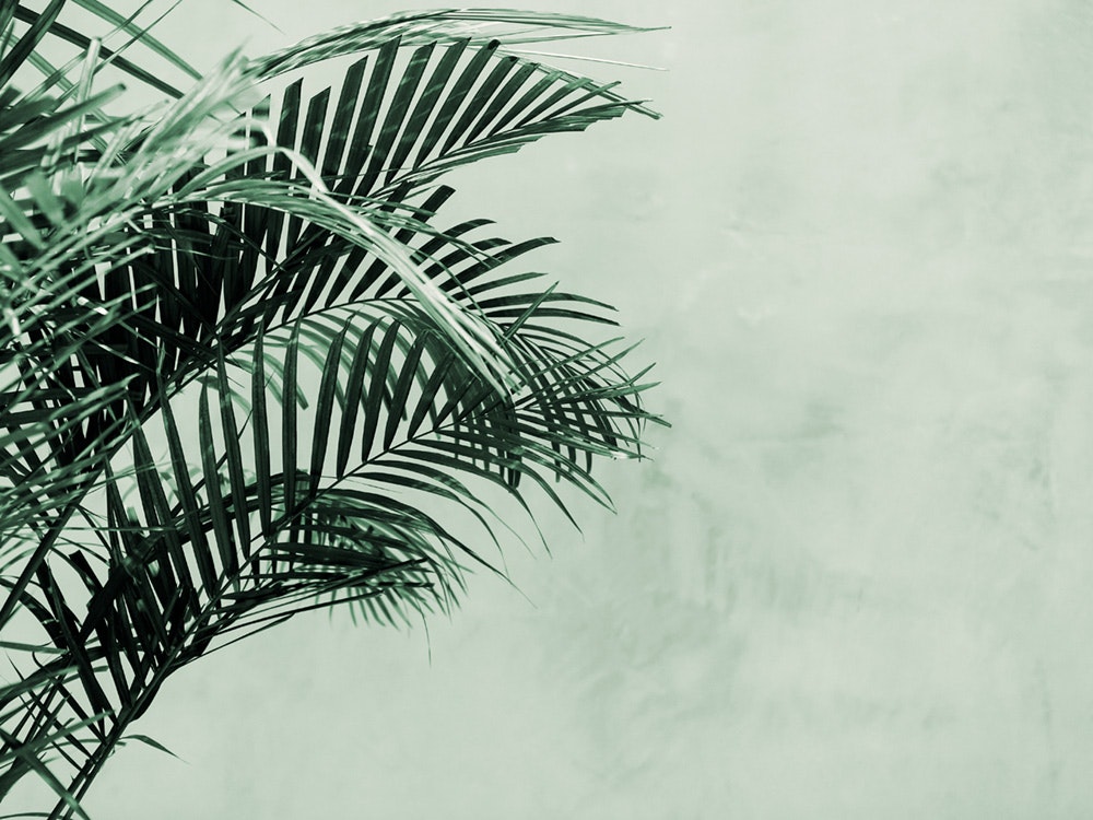 Palm Tree Wall Affiche 0