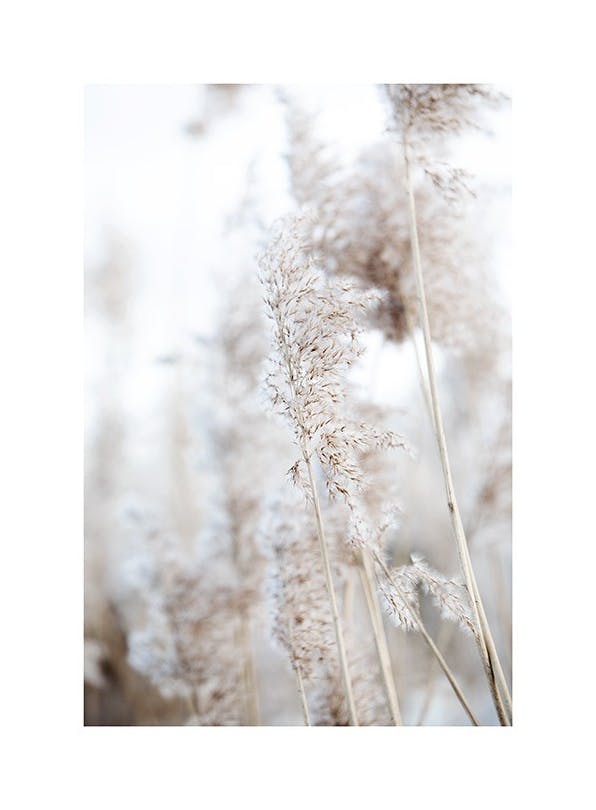 In the Reeds No1 Poster (40x50 cm)
