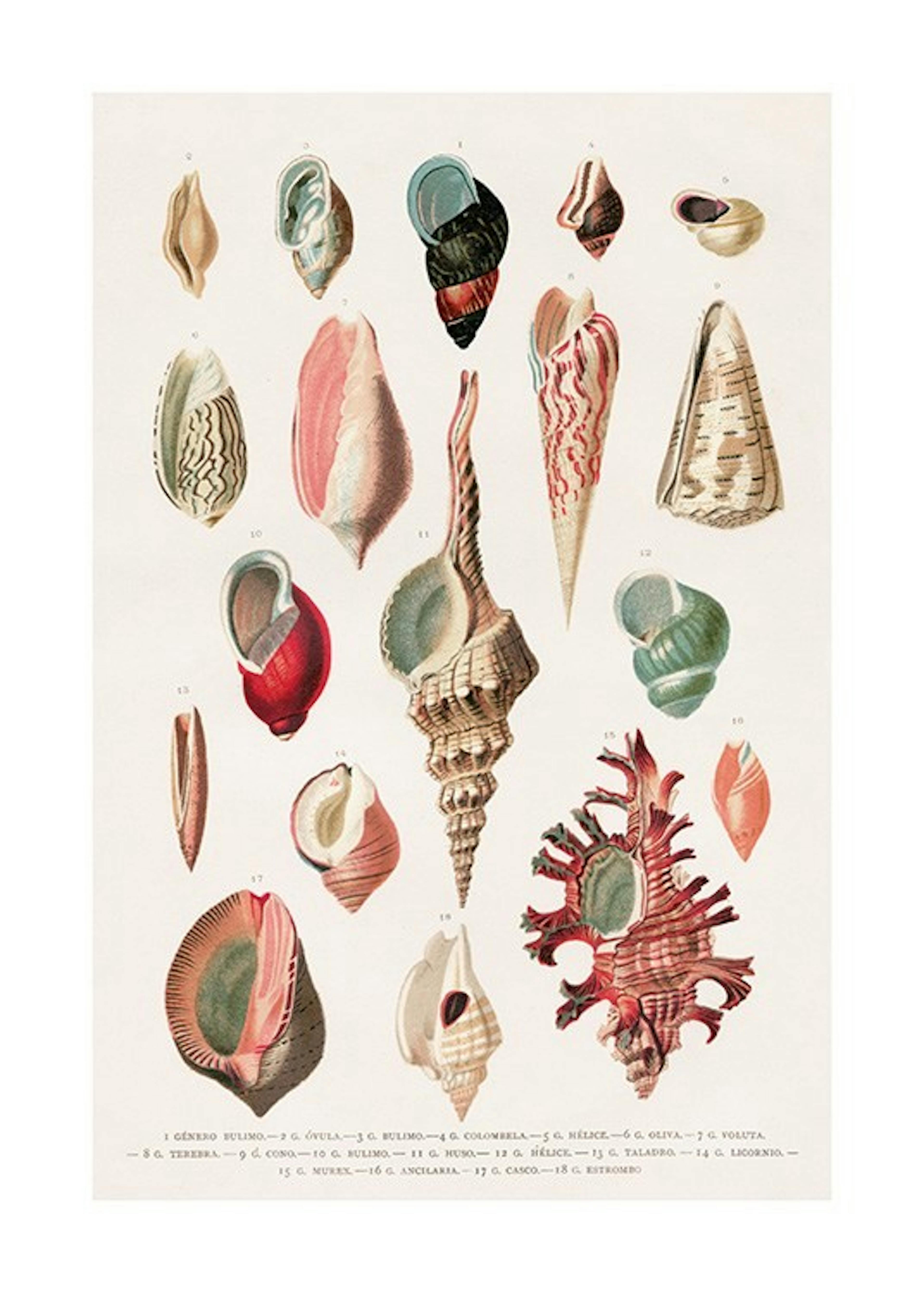 Vintage Seashells No1 포스터 0