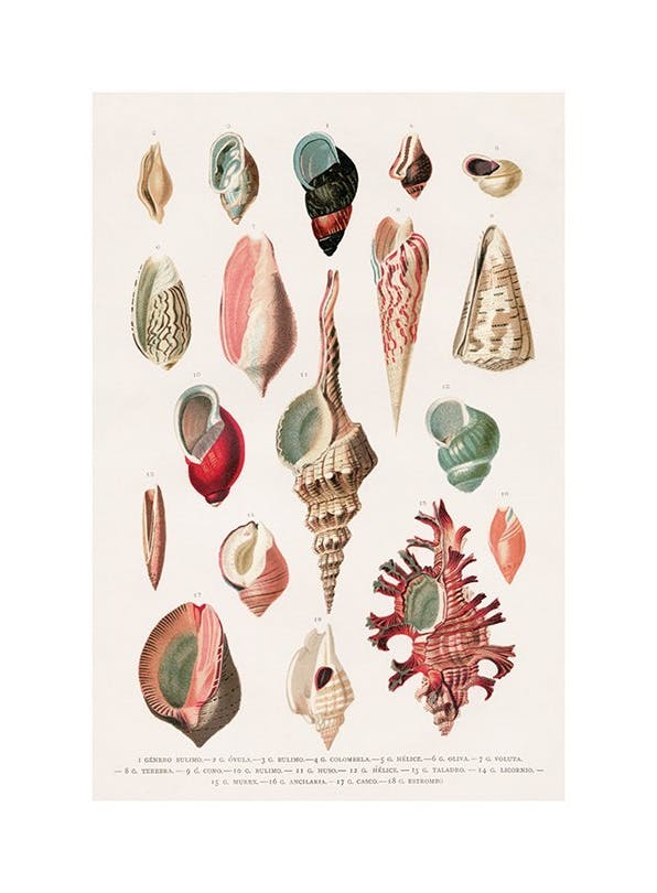 Vintage Seashells No1 Poster (50x70 cm) - Vintage posters