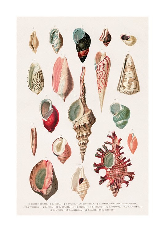Vintage Seashells No1 Poster 0