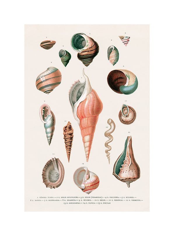 Vintage Seashells No2 Poster (30x40 cm) - Vintage posters