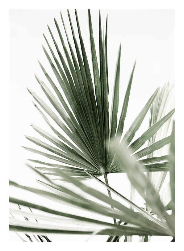 Tropic Palm Plakat (30x40 cm)- Fotografia
