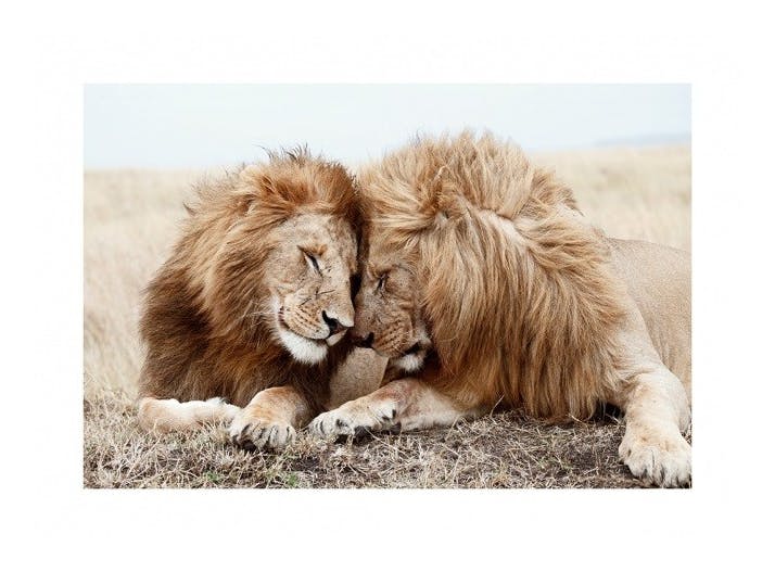 Lion Brothers Plakat (21x30 cm)- Fotografia