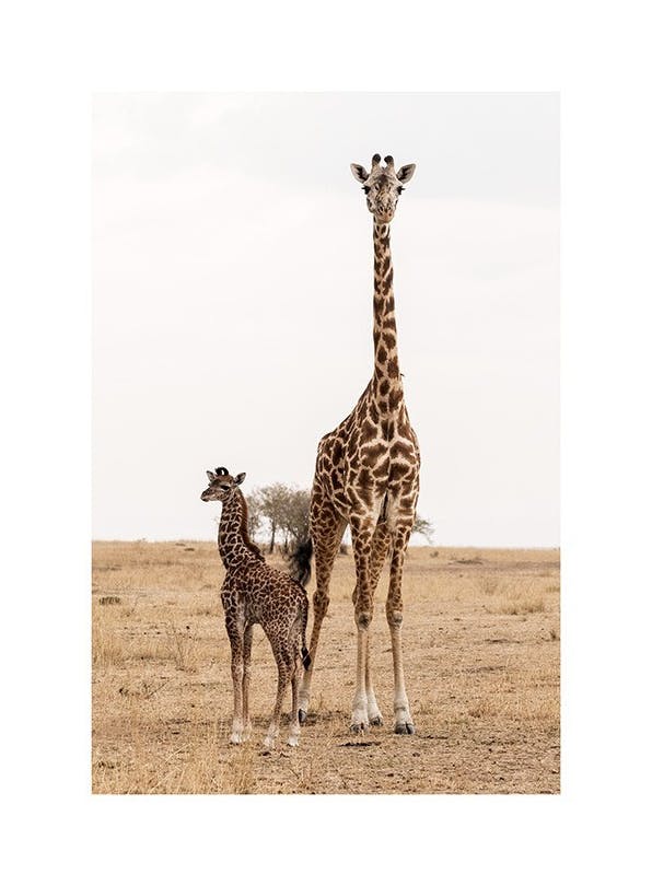 Mother and Baby Giraffe Plakat (30x40 cm)- Fotografia