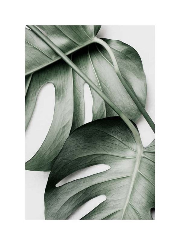 Monstera Pair Poster (21x30 cm)