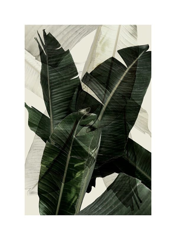 Banana Leaf Shades No2 Poster (50x70 cm)