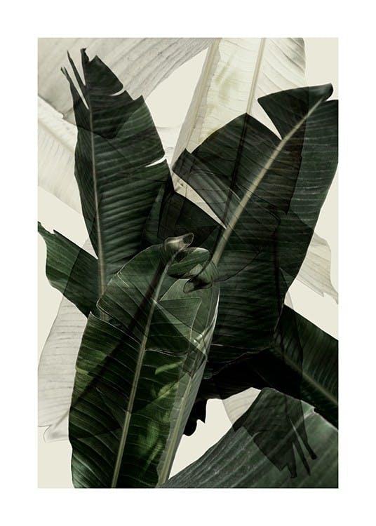 Banana Leaf Shades No2 Poster 0