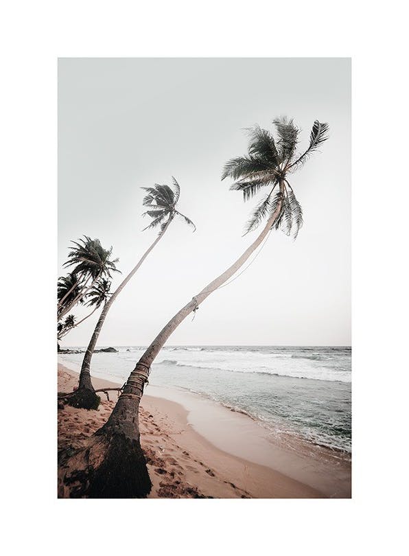 Sri Lanka Palms Affiche (50x70 cm)