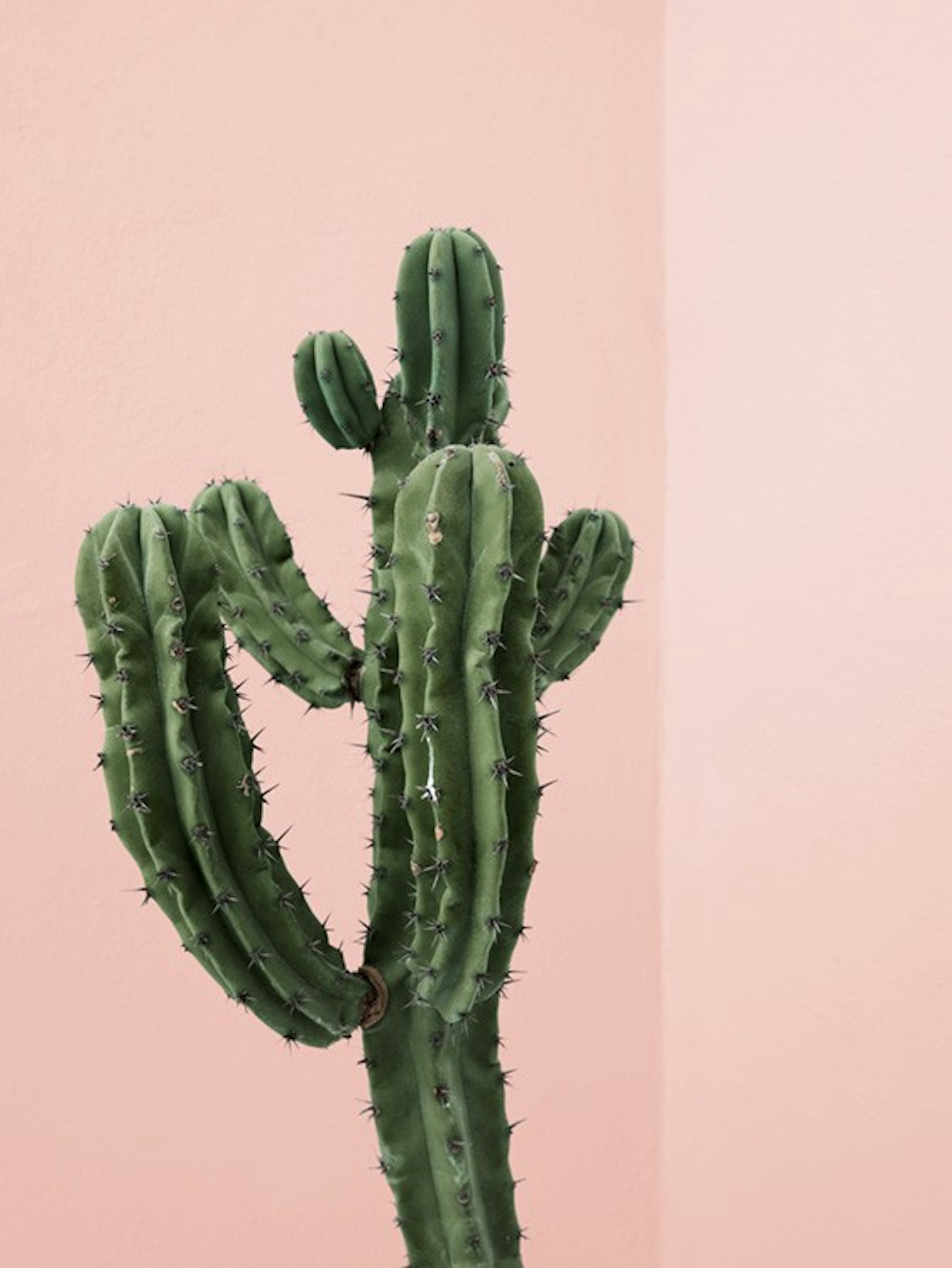 Cactus Corner Poster 0
