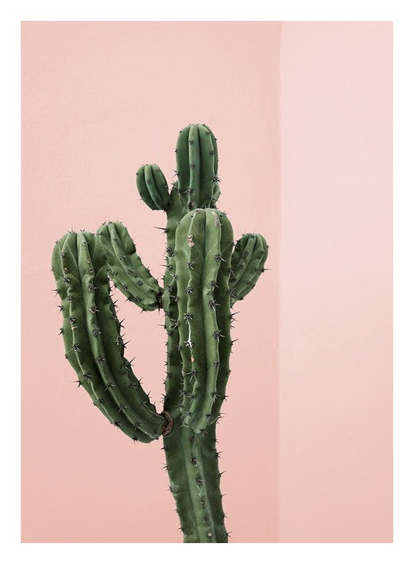 Cactus Corner Plakat (30x40 cm)- Fotografia