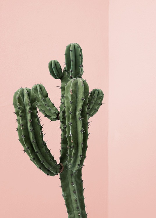 plaag Springen praktijk Cactus Corner Poster - Cactus tegen een roze wand - desenio.nl