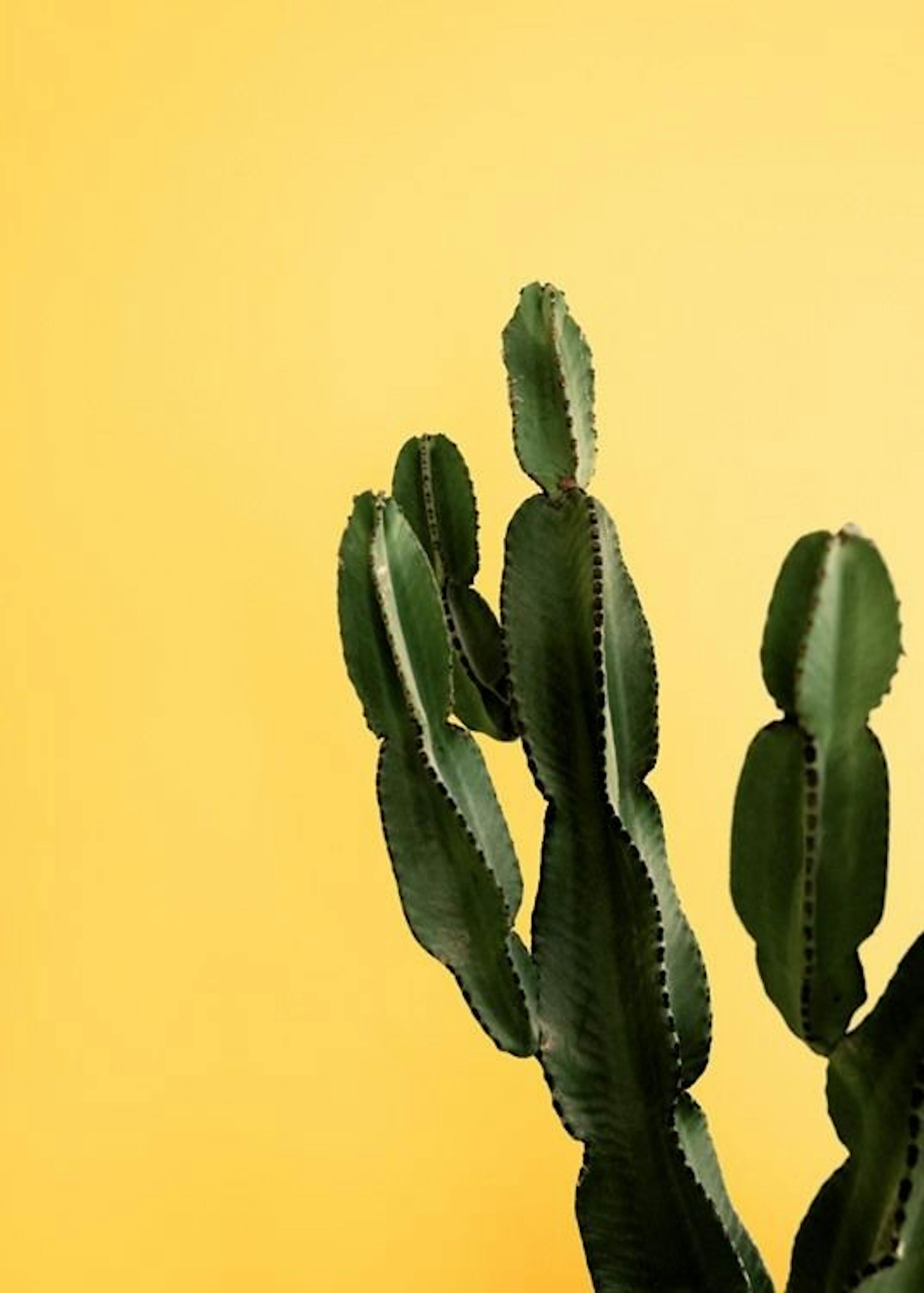 Yellow Cactus Poster 0