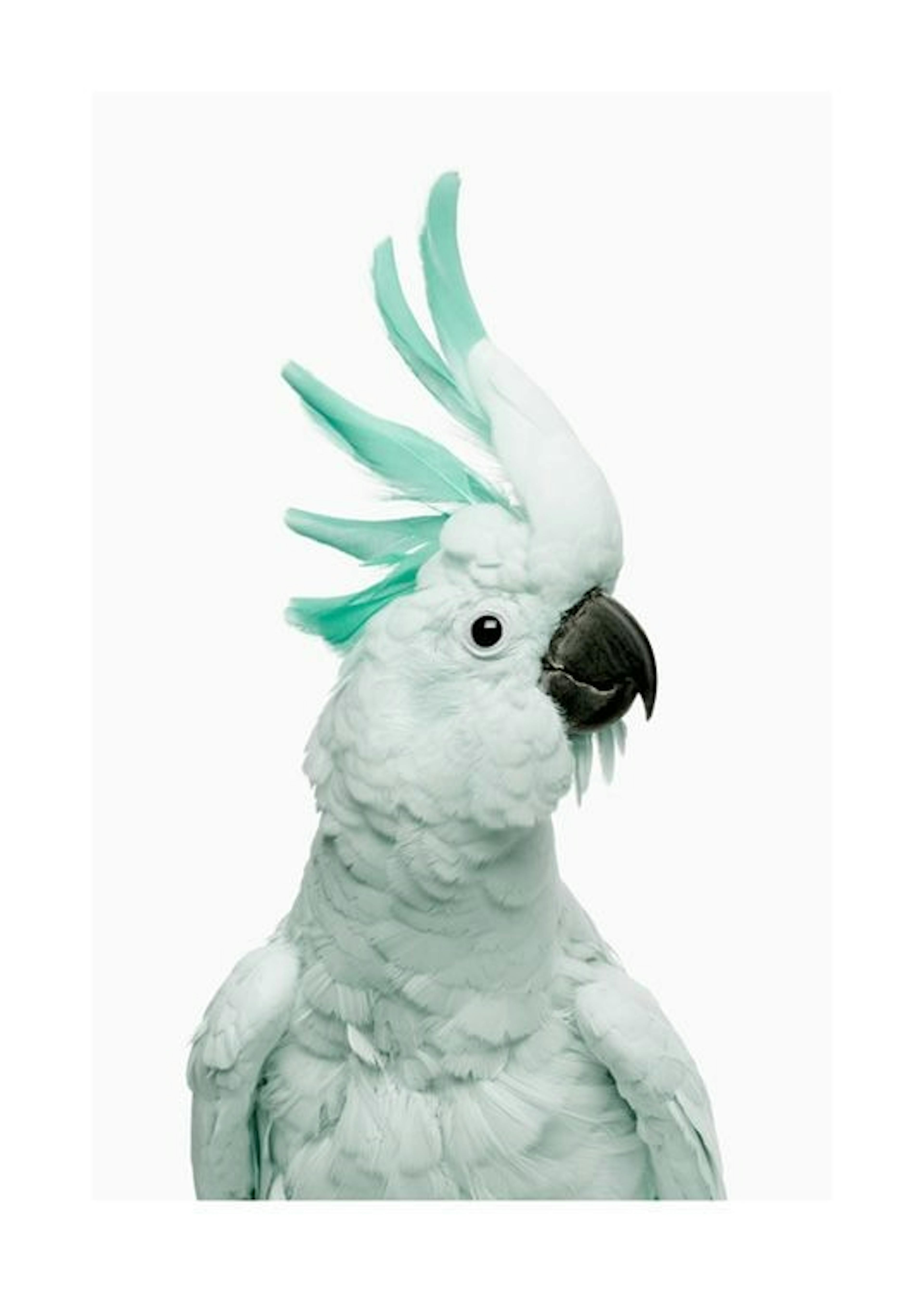 Mint Cockatoo Affiche 0