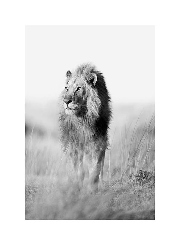 The King of the Jungle Poster (50x70 cm) - Zwart wit posters