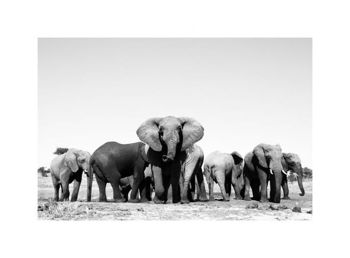 Elephant Hord Poster (50x70 cm)
