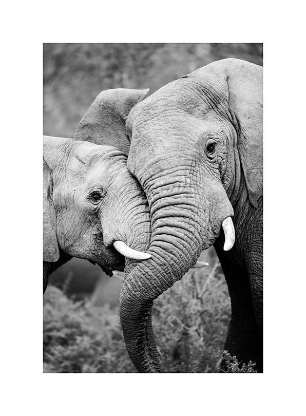 Prints - Elephant Friends Print (30x40 cm) - Black & white prints