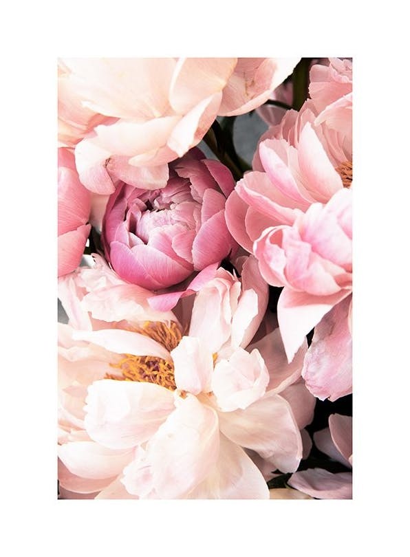 Prints - Pink Peonies No2 Print (30x40 cm) - Photography prints