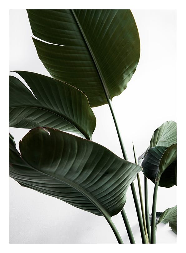 Strelitzia One Poster (30x40 cm)- Poster con fotografie