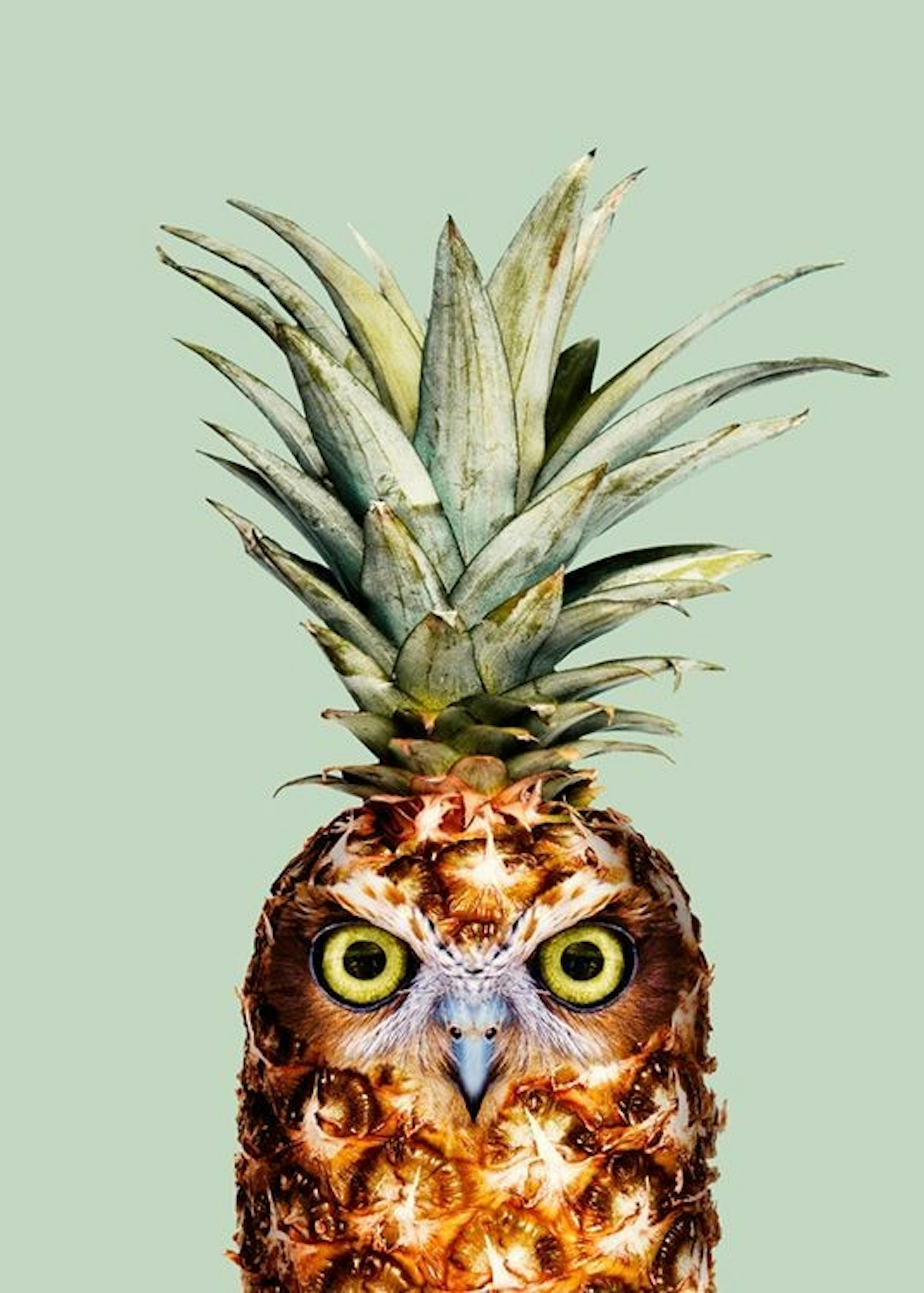 Jonas Loose - Pineapple Owl Juliste 0