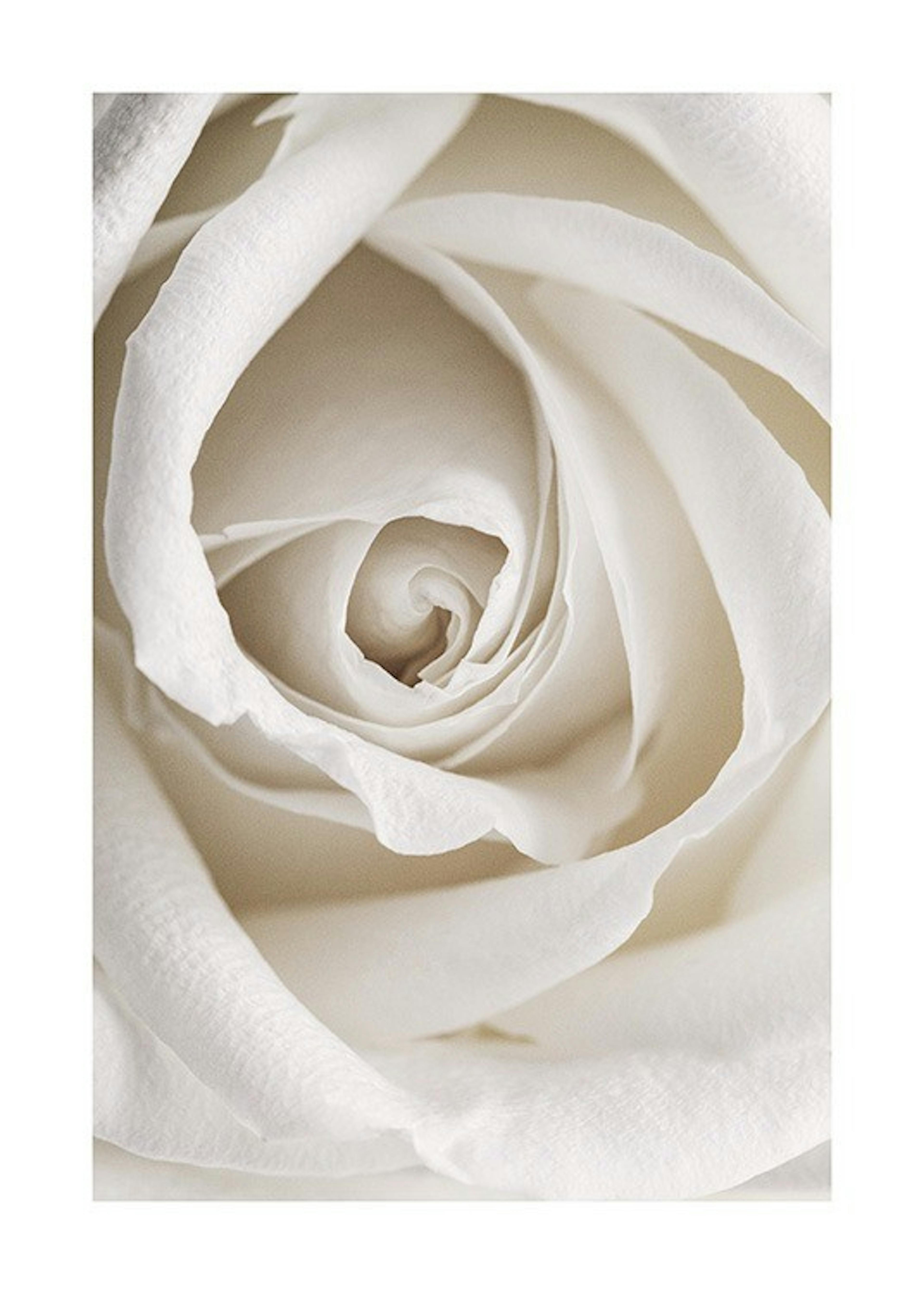 Pale Rose Plakat 0