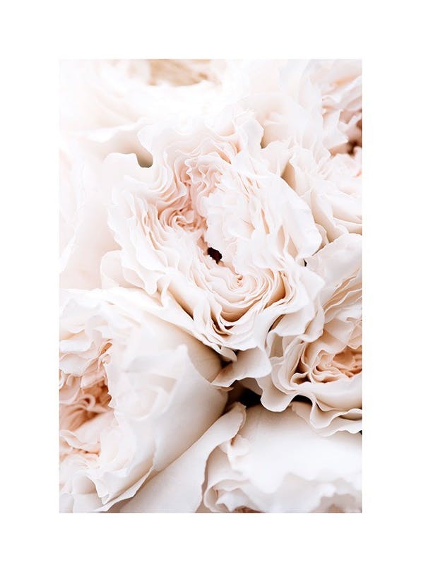 Blossoming Roses Plakat (30x40 cm)- Plakaty z kwiatami