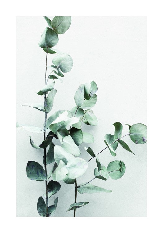 Eucalyptus Twigs No1 Plakát 0