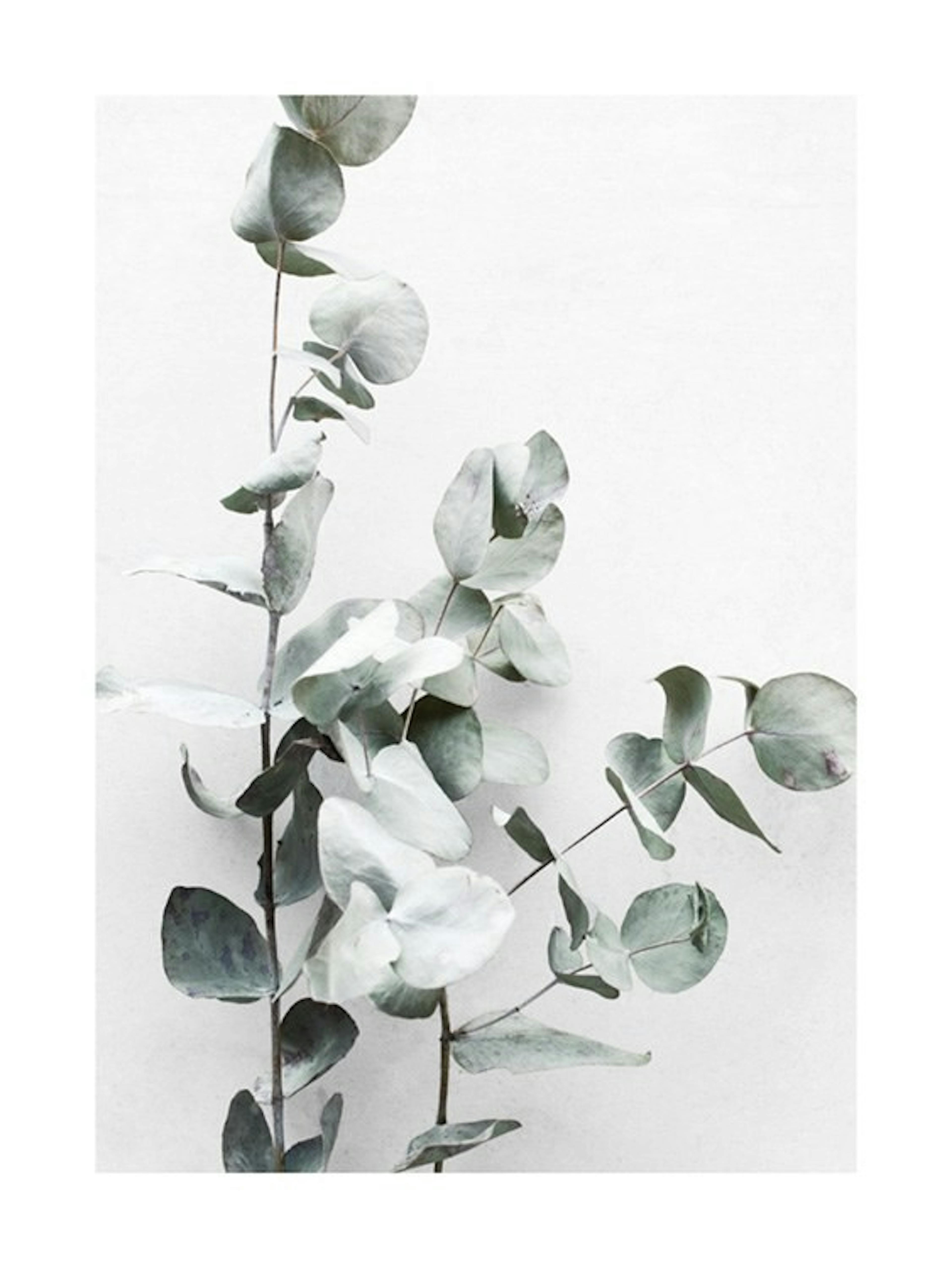 Eucalyptus Twigs No1 Print 0