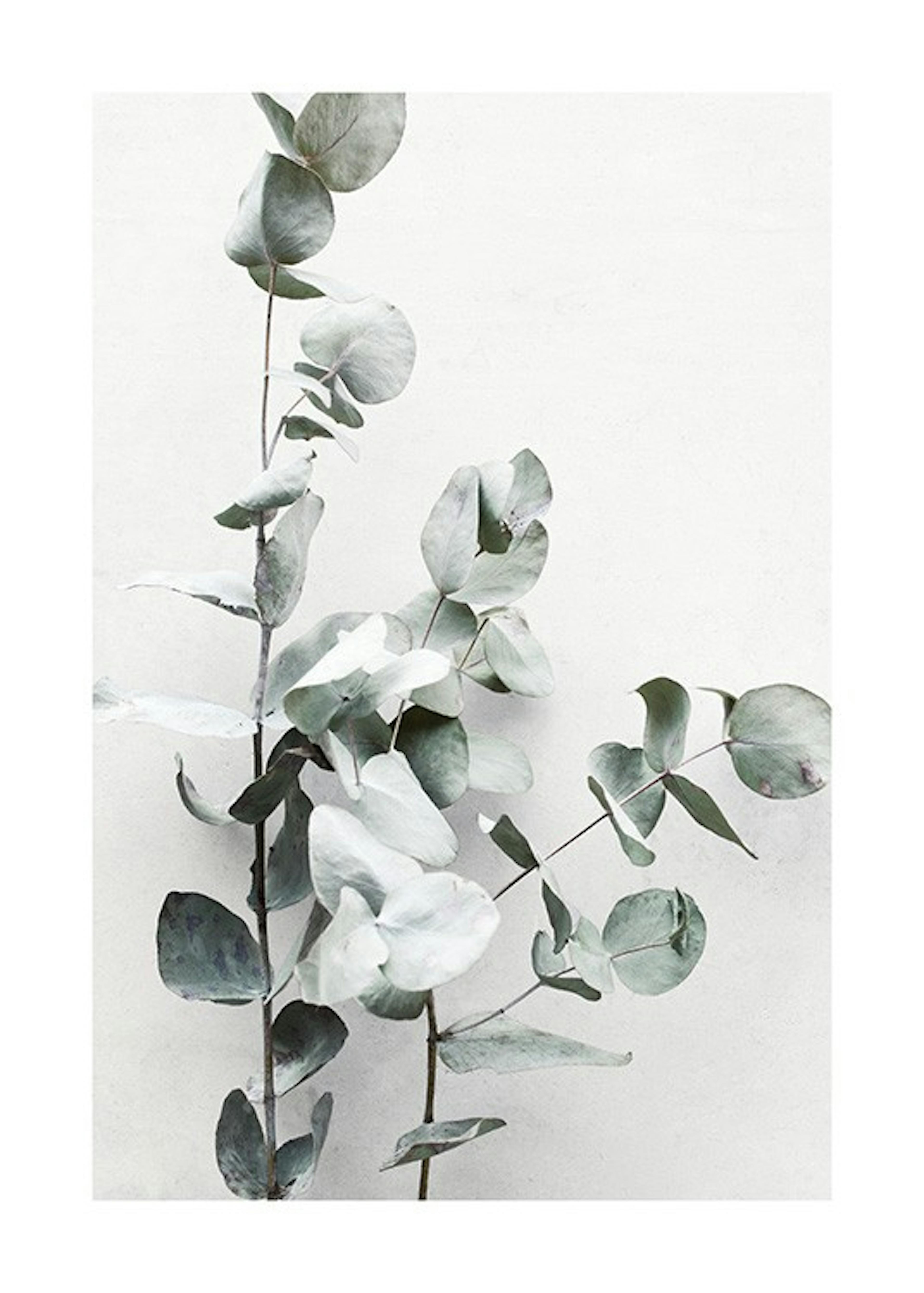 Eucalyptus Twigs No1 Print