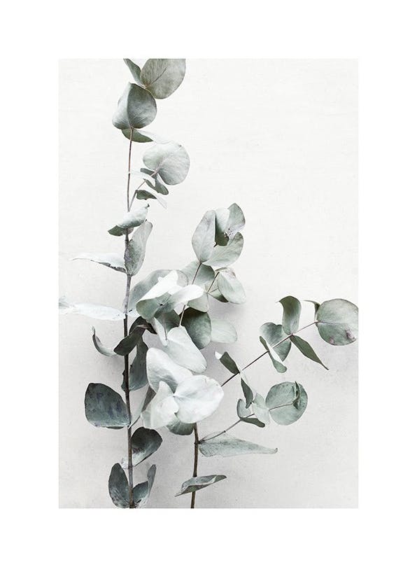 Eucalyptus Twigs No1 Poster (70x100 cm)