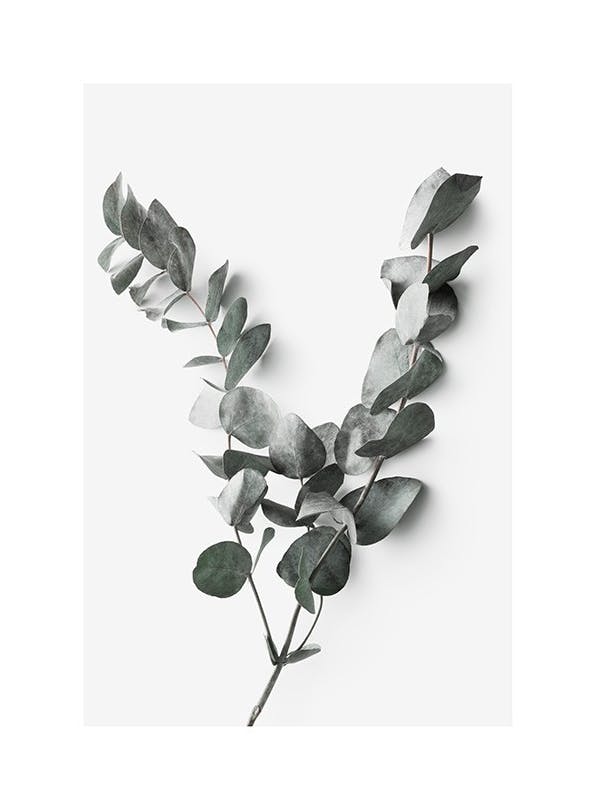 Eucalyptus Twigs No2 Poster (21x30 cm)- Poster con fotografie
