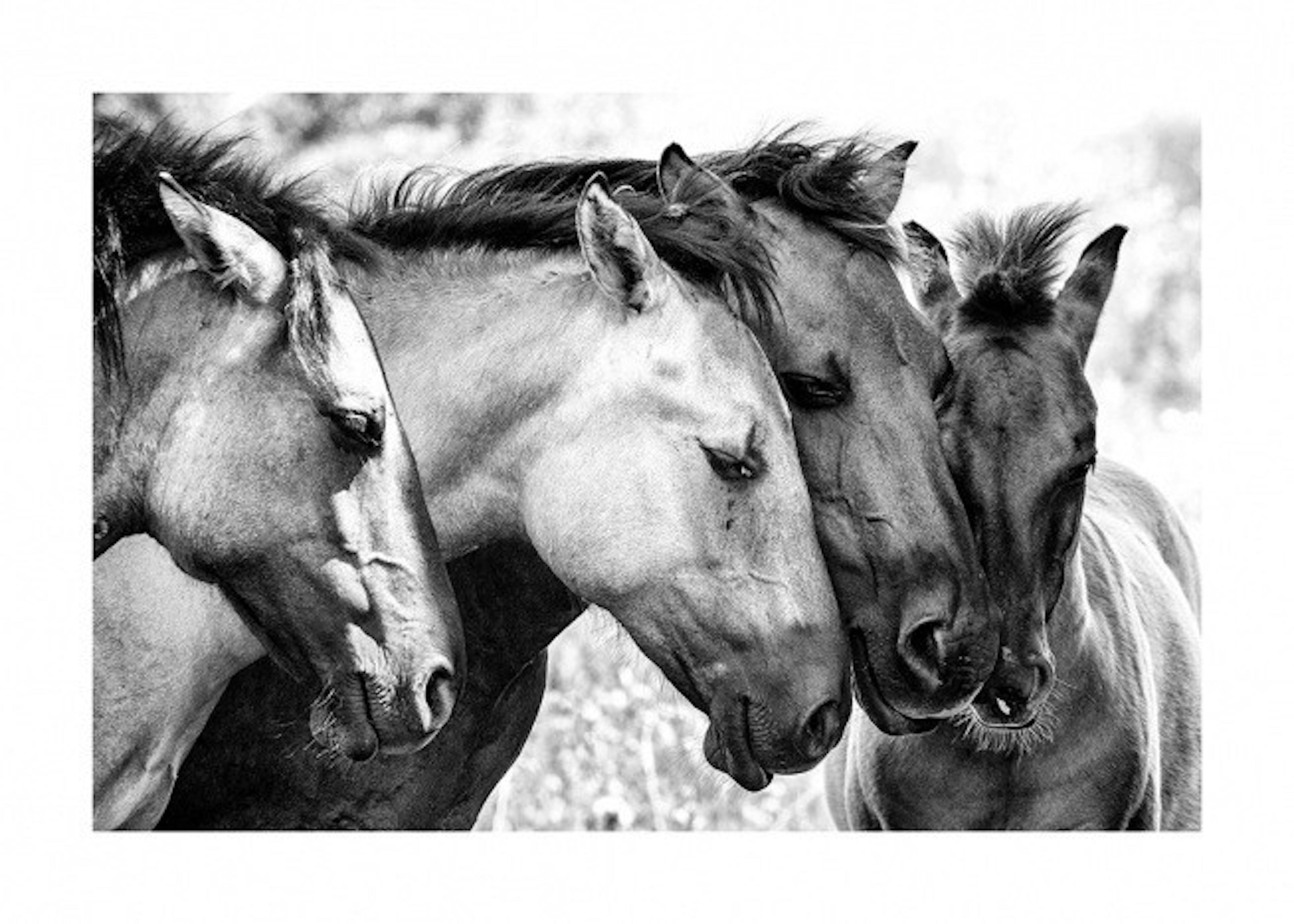Four Horses Affiche 0
