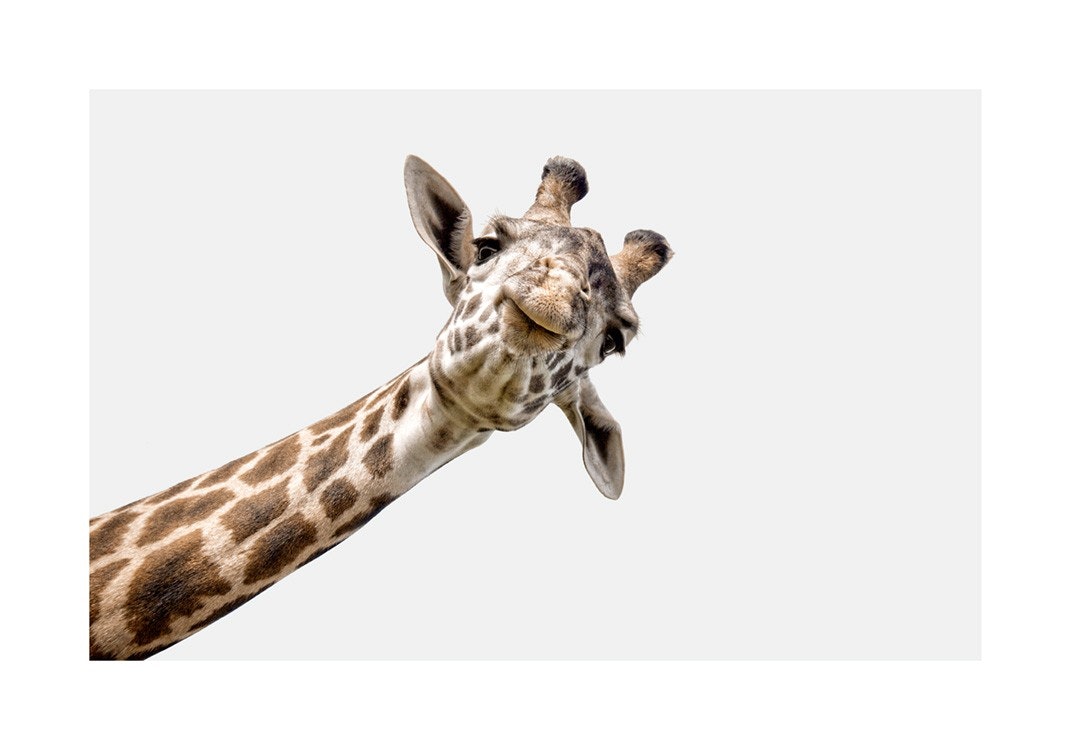 Curious Giraffe Plakat 0