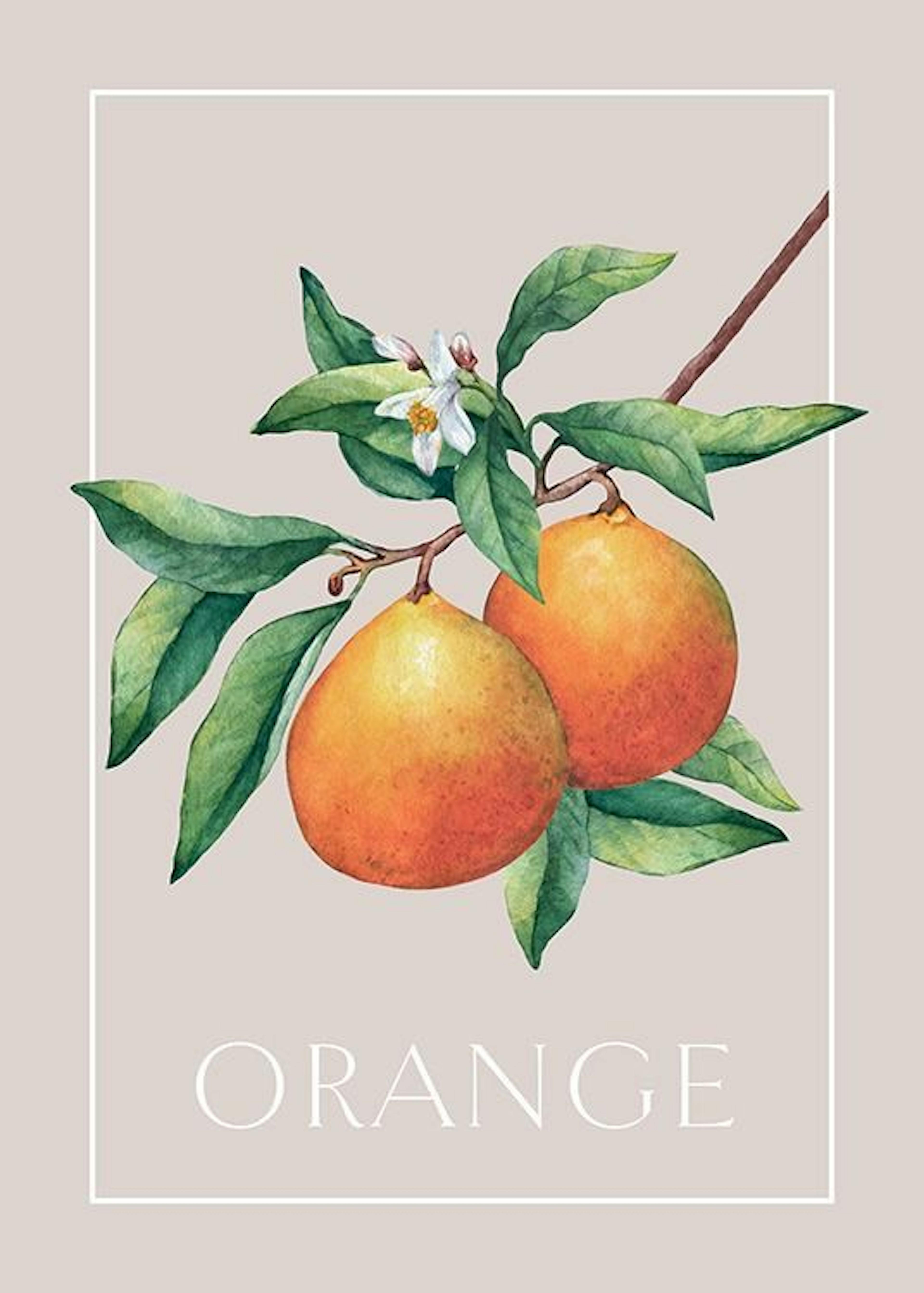Vintage Oranges Print 0