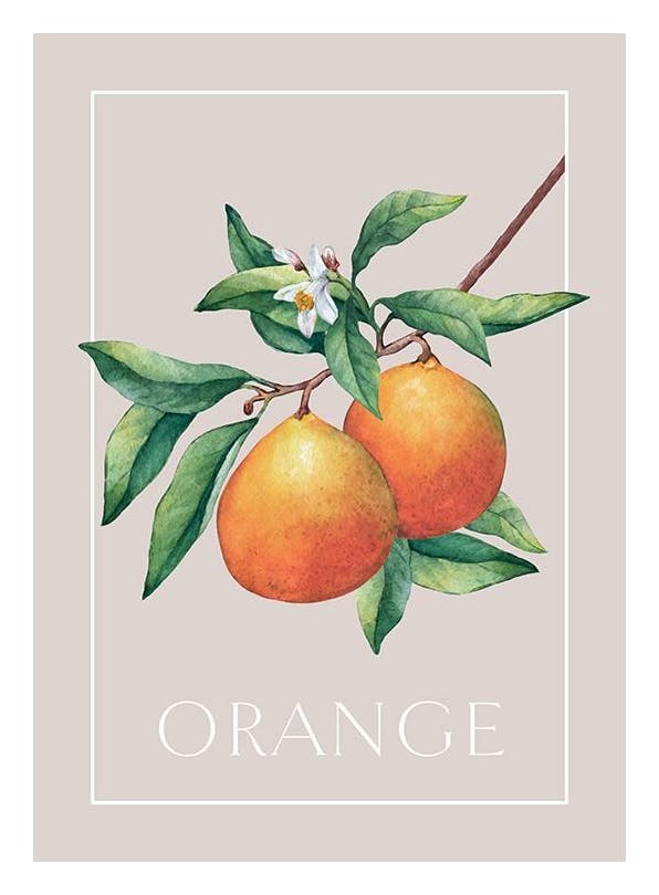 Vintage Oranges Plakat (21x30 cm)- Plakaty do kuchni