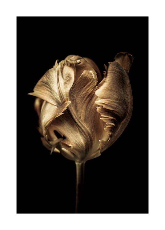 Golden Tulip 포스터 0