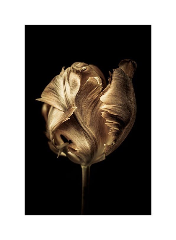 Golden Tulip Poster (30x40 cm)