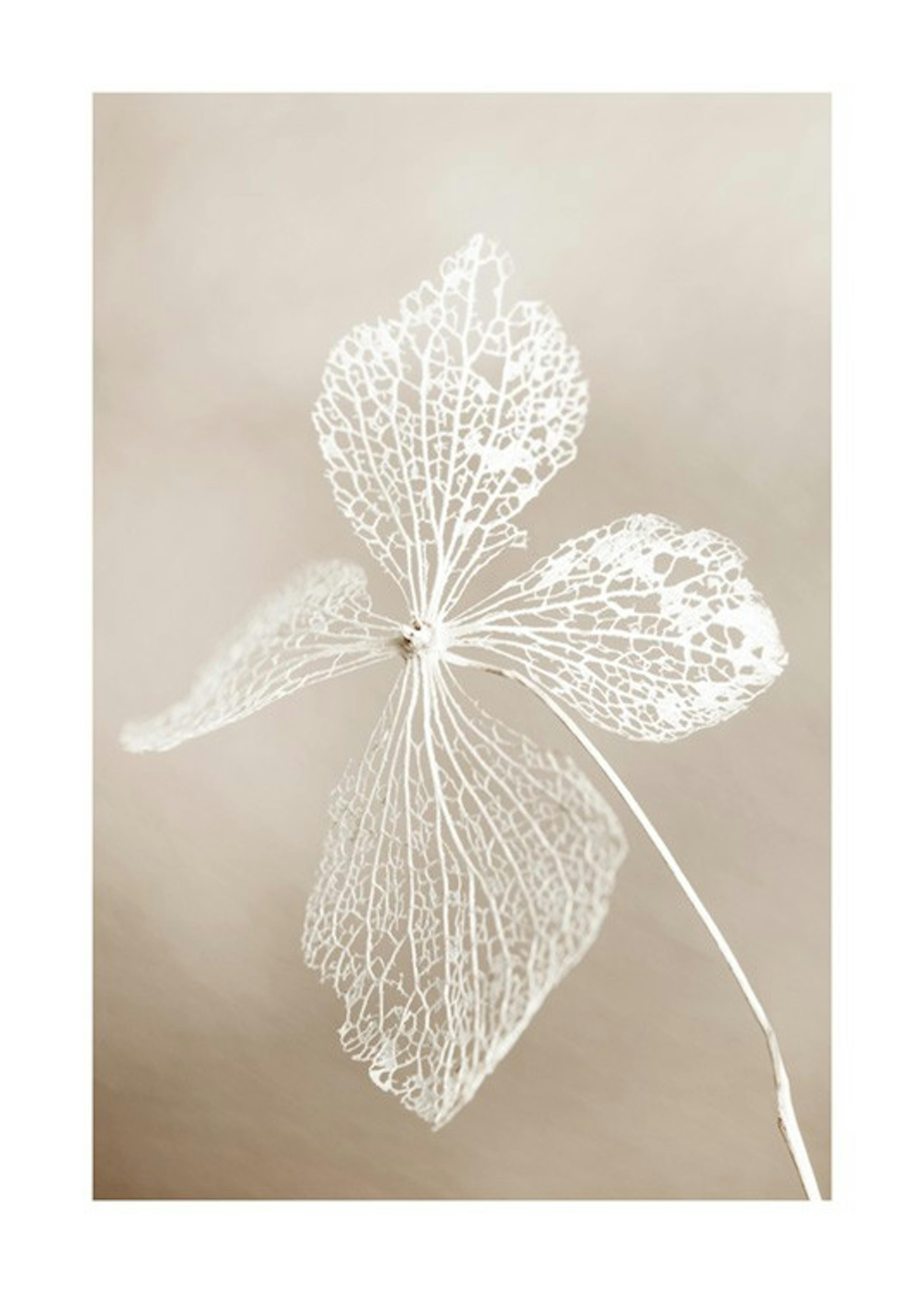 Dried Flower Poster 0