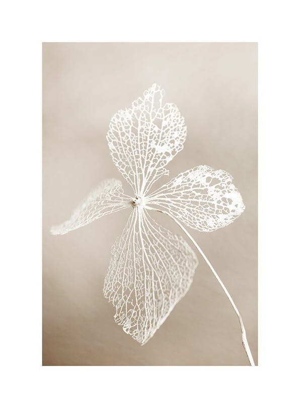 Dried Flower Plakat (21x30 cm)- Fotografia