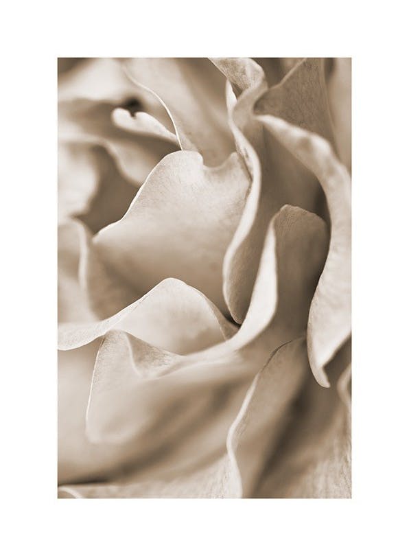 Muted Rose Plakat (30x40 cm)- Fotografia