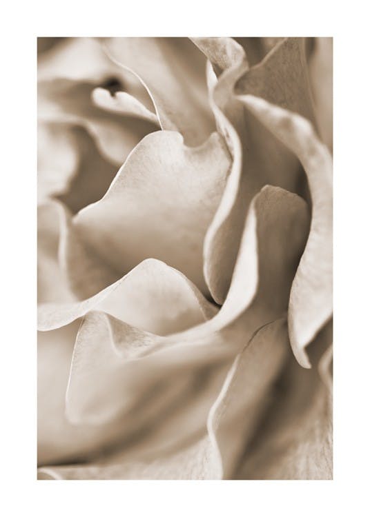 Muted Rose Poster 0