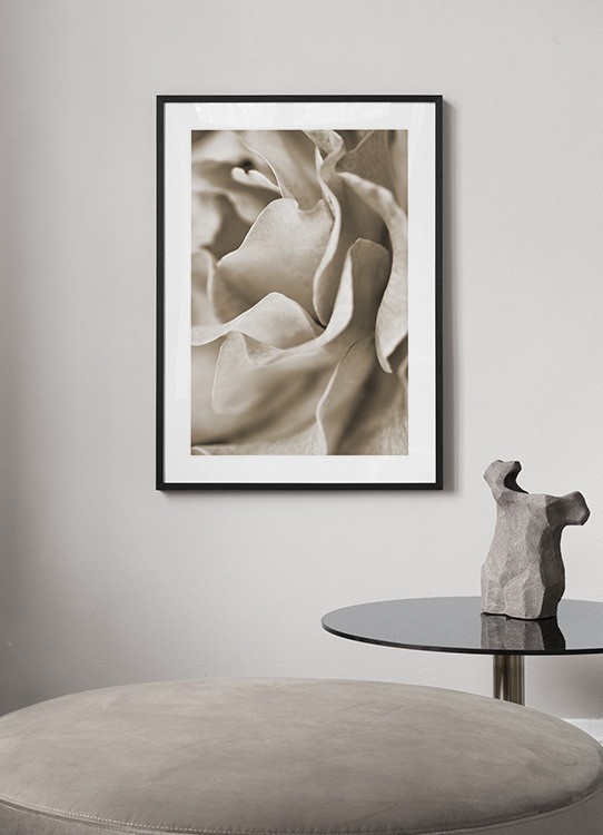 Muted Rose Poster - Beige rose 