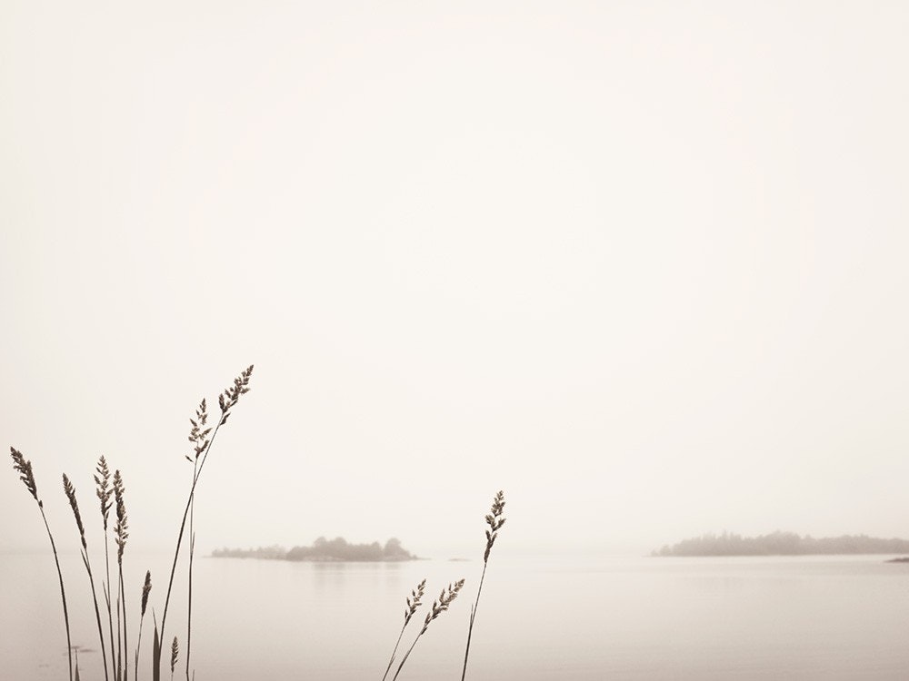 Reed by Foggy Lake Affiche 0